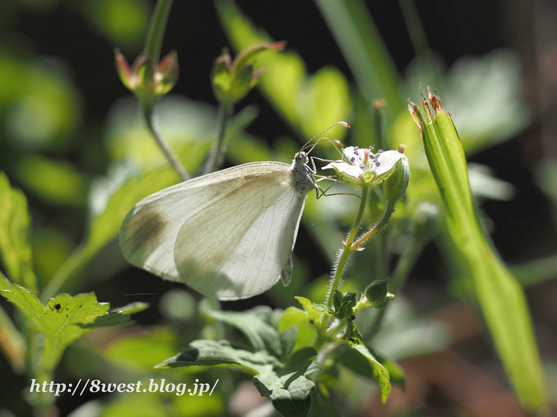 ヒメシロチョウ07