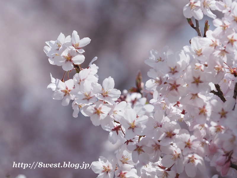 高遠小彼岸桜02