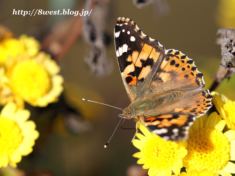 ヒメアカタテハ4