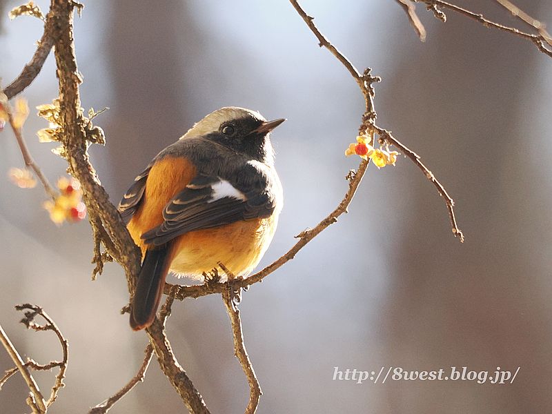 ジョウビタキ5
