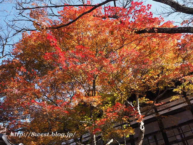 紅葉09