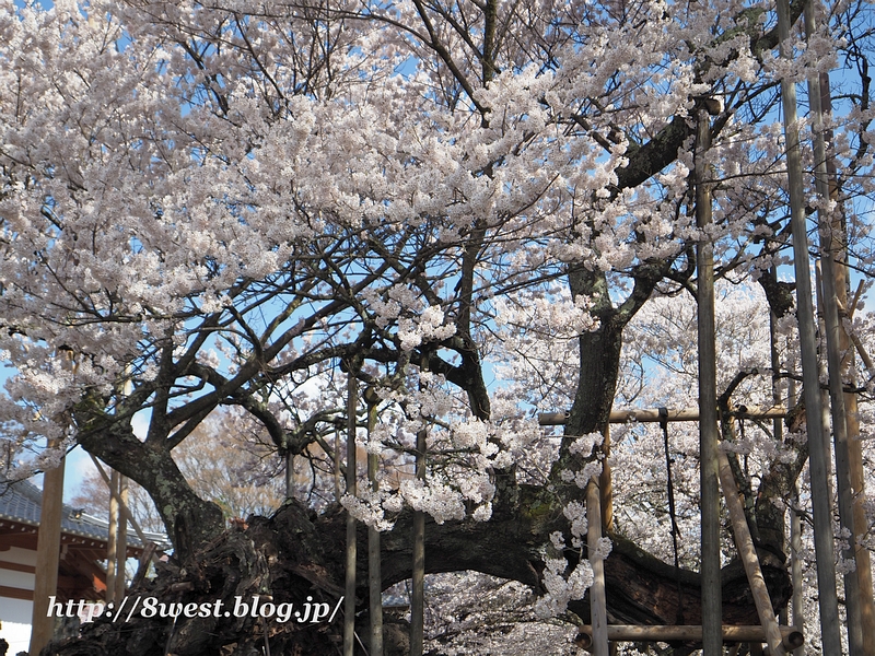 神代桜06