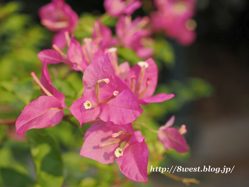 チャンクオック寺10