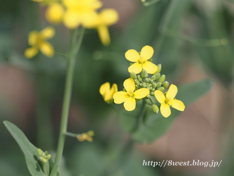 菜の花