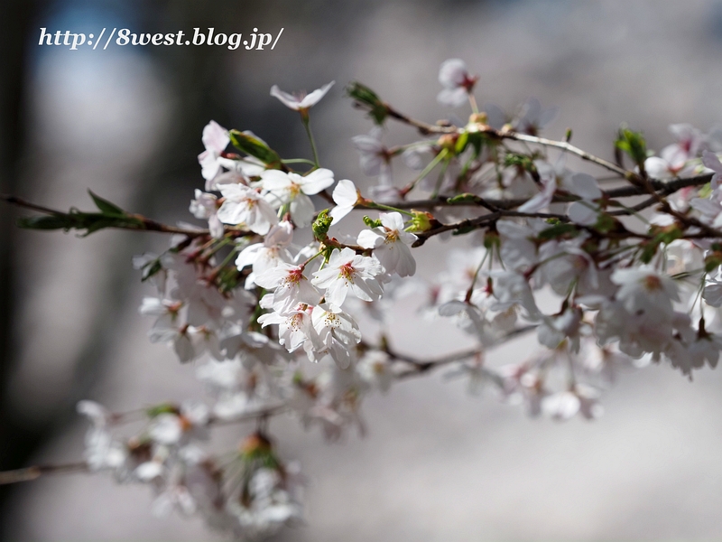 桜20