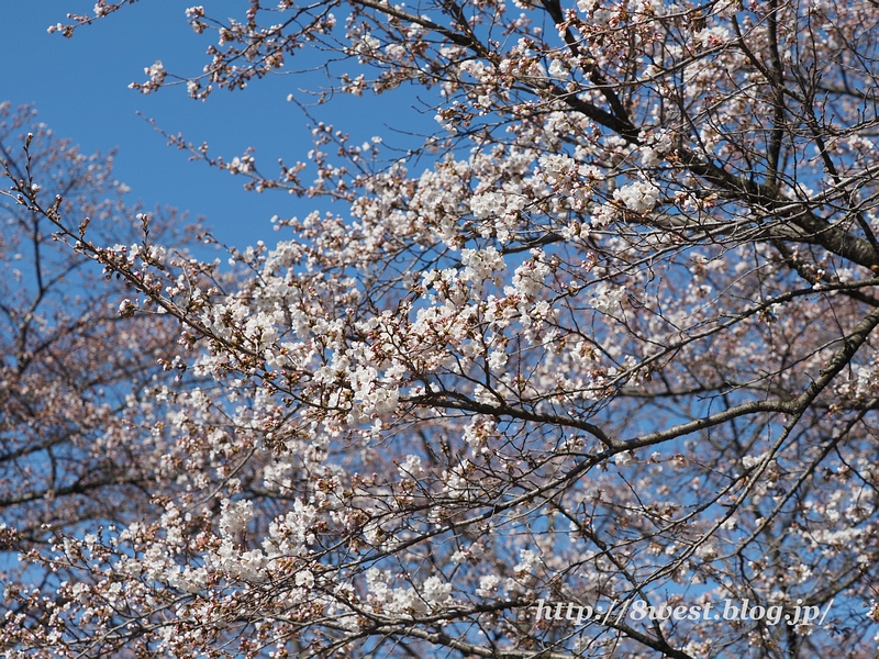 桜11