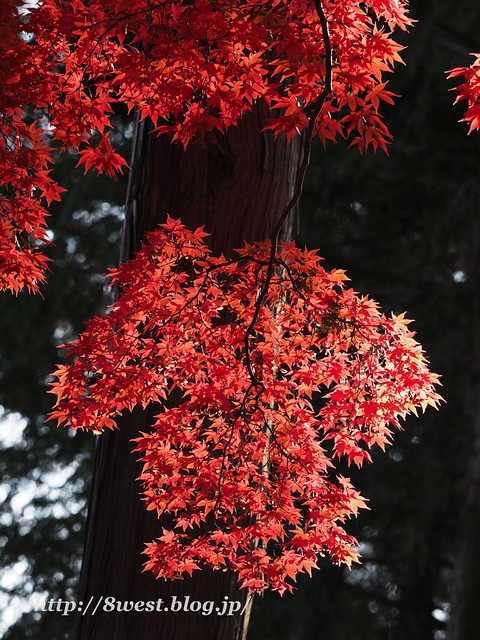 一行寺楓21