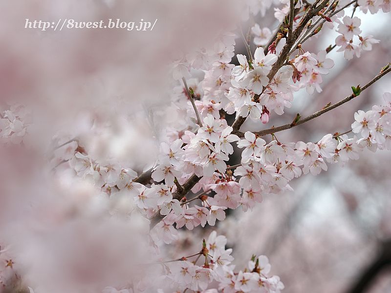 高遠小彼岸桜13