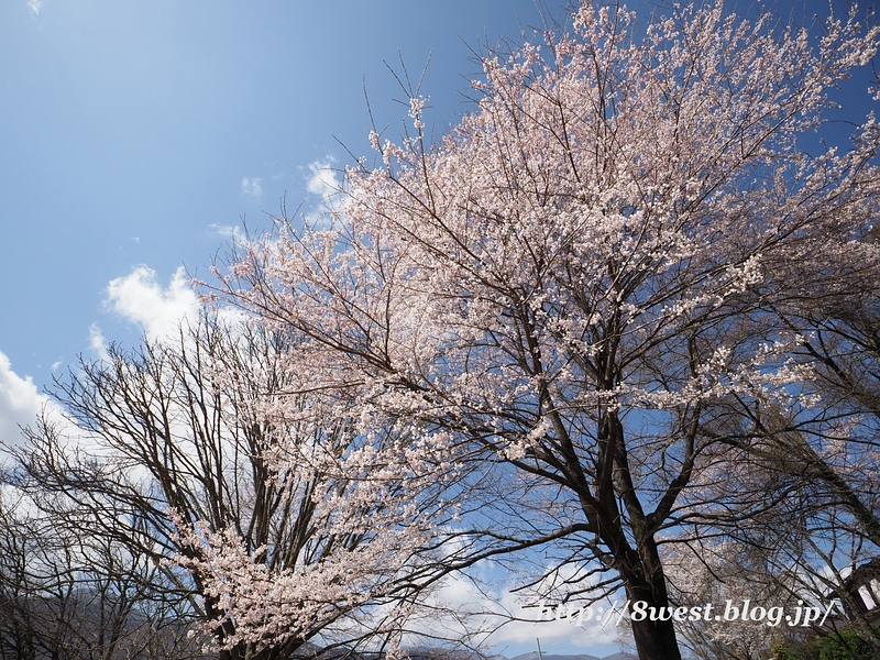 井戸尻桜1