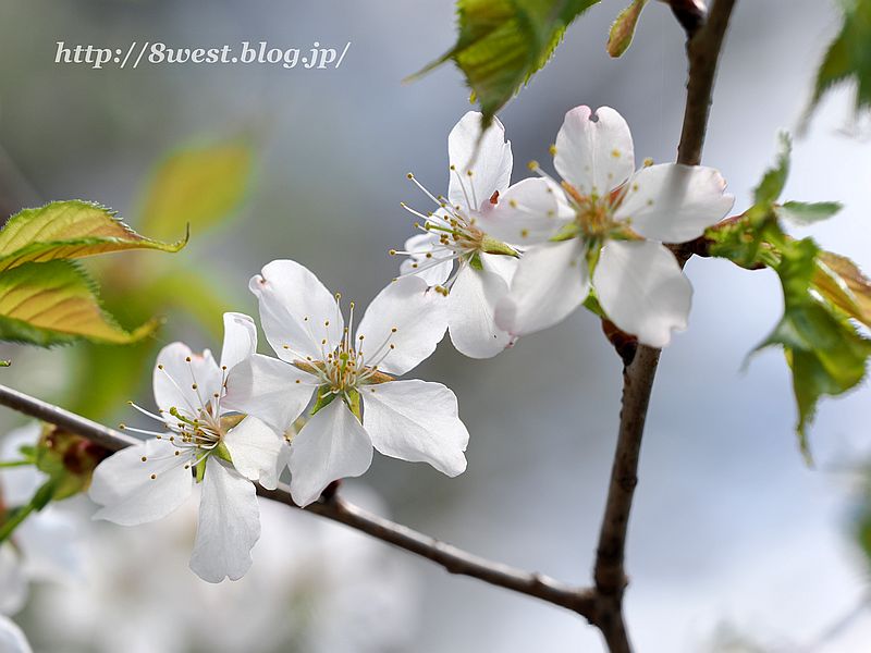 霞桜2