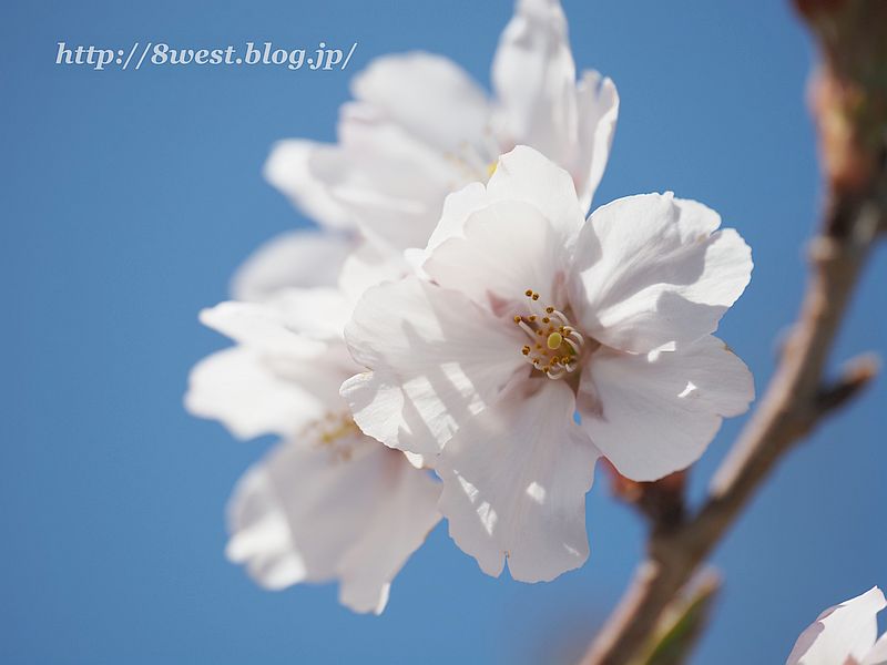 桜21