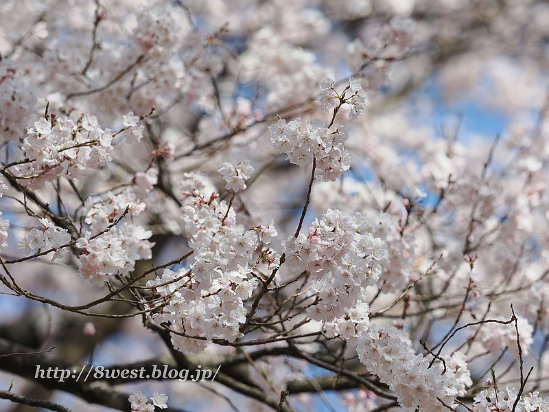 桜05