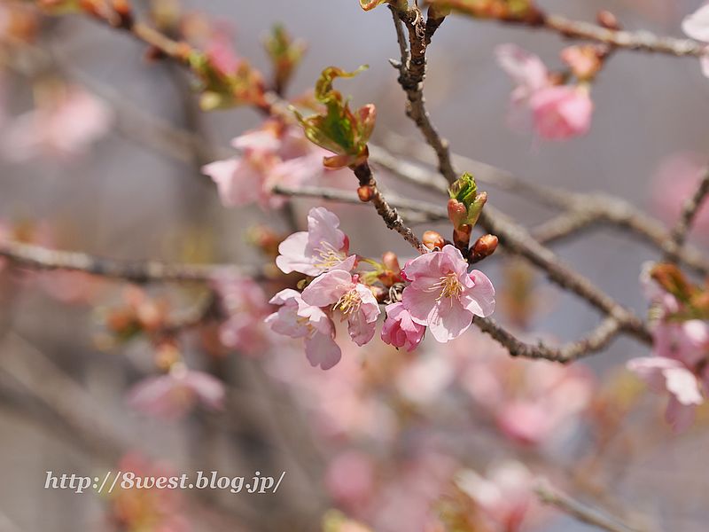 河津桜3
