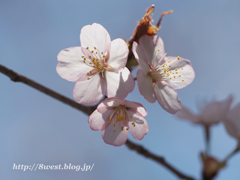 オオヤマザクラ2
