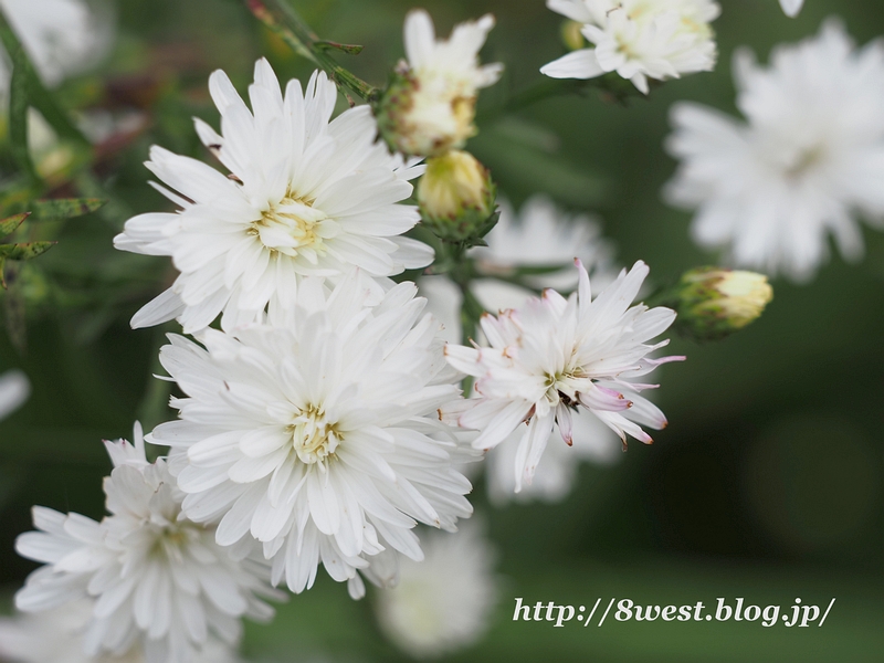 クジャクアスター