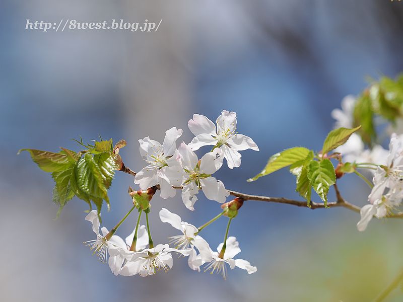 霞桜16