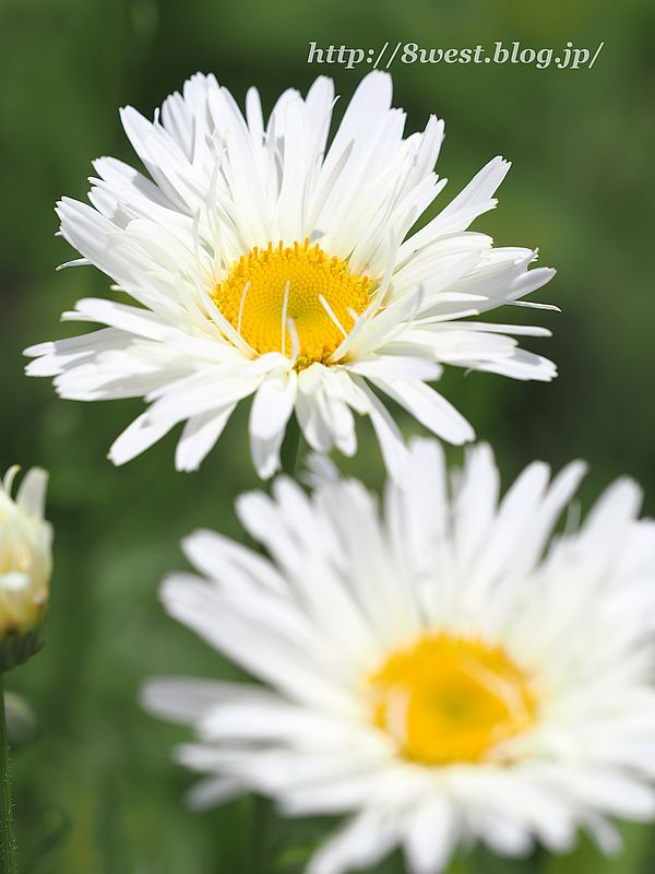 シャスターデージー