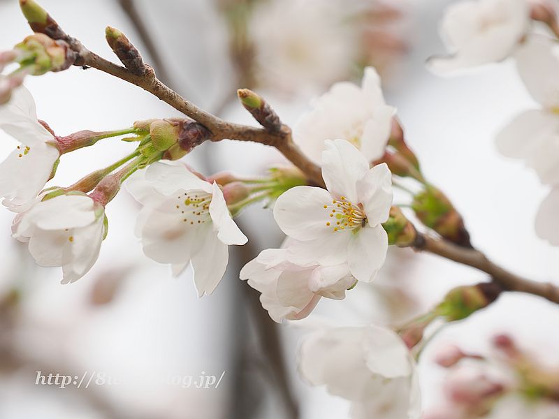 桜9
