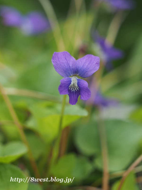 スミレ