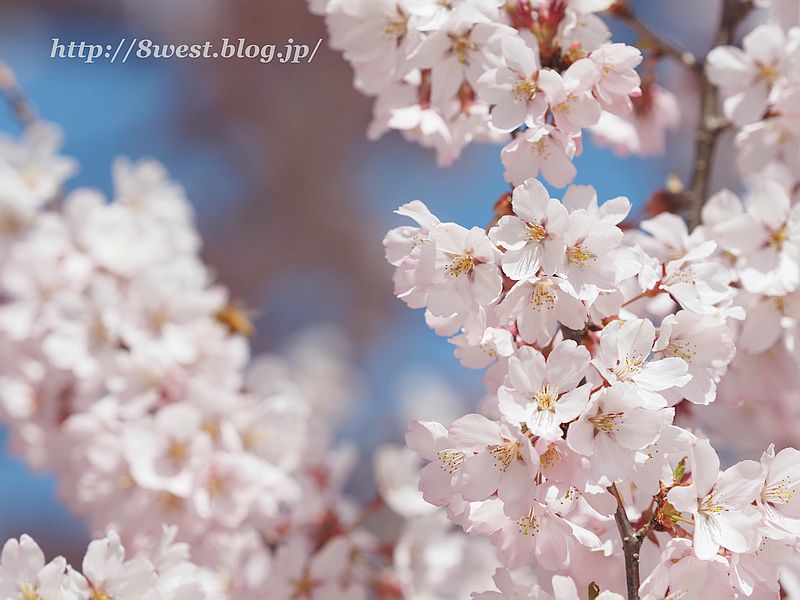 桜48