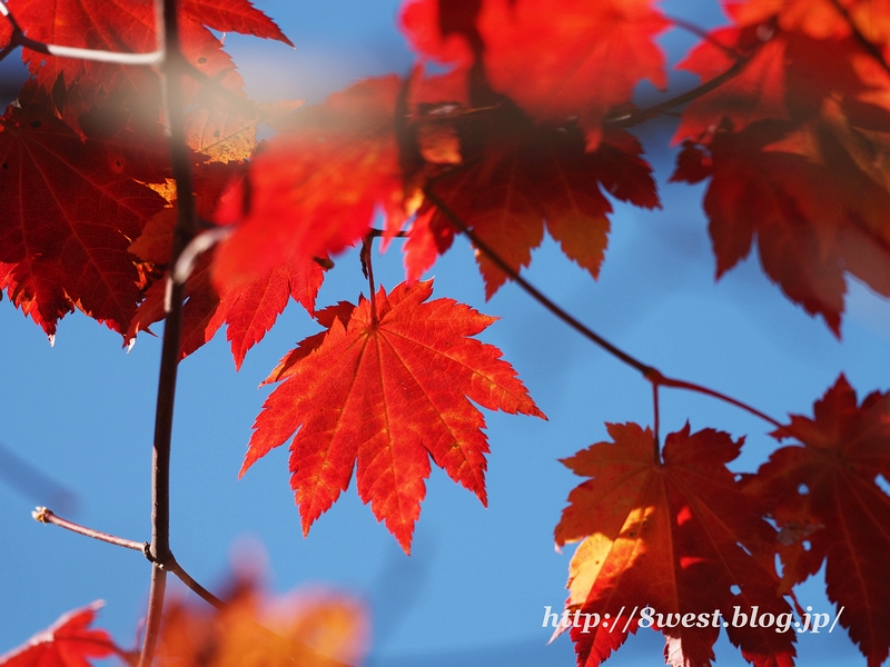 黄紅葉05