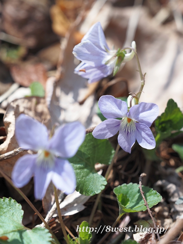 スミレ1