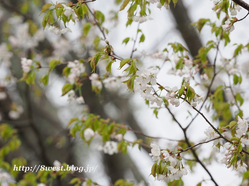 霞桜5