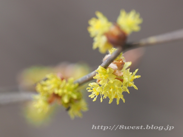 ダンコウバイ03