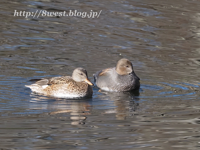 オカヨシガモ17