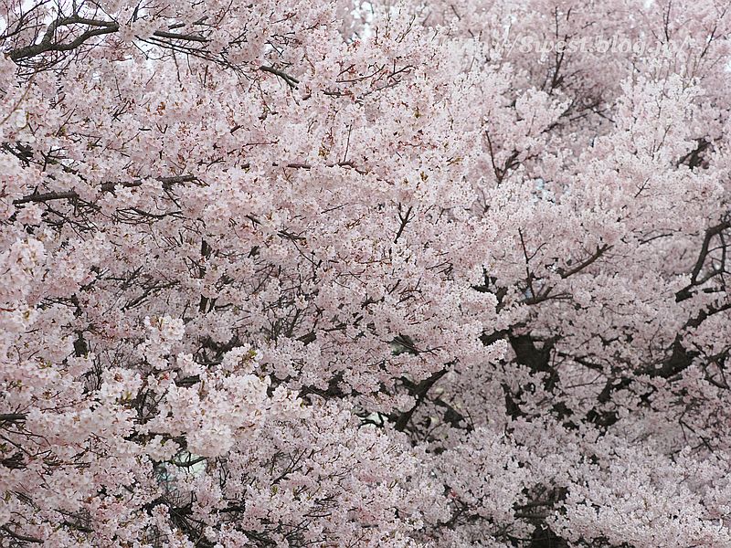 高遠小彼岸桜24