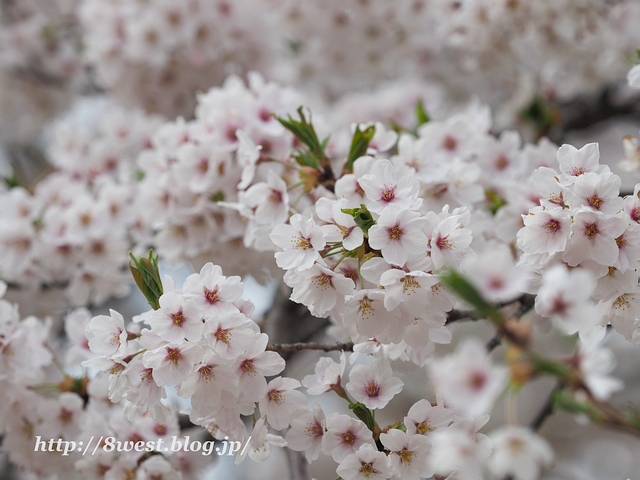 御野立桜4