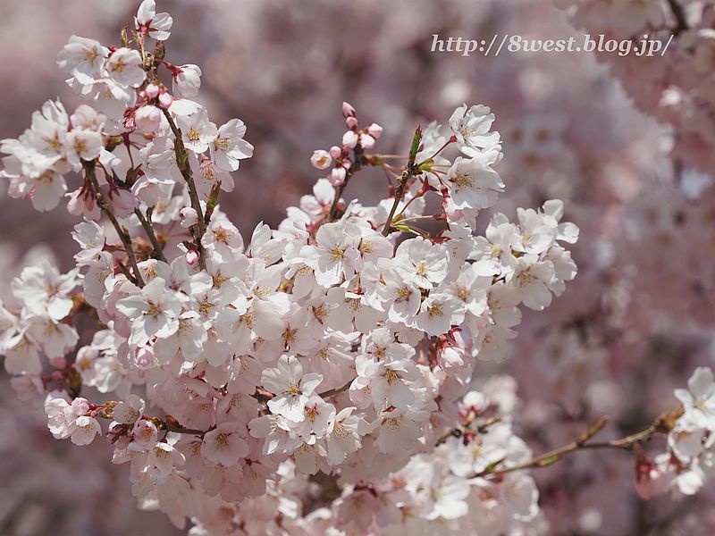 桜14