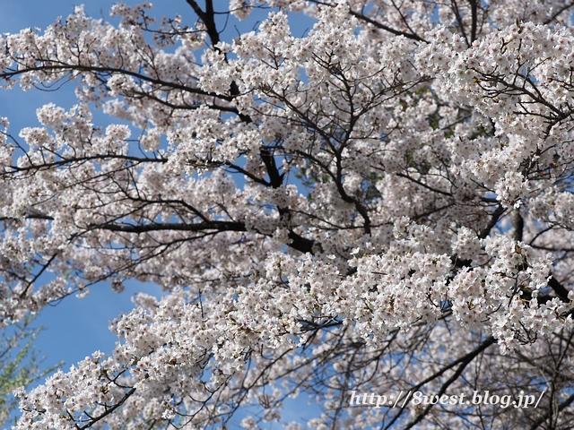 井戸尻桜02