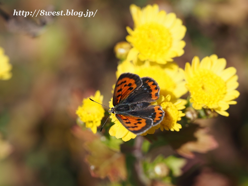 ベニシジミ1