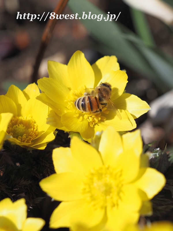 西洋蜜蜂3
