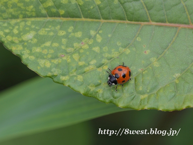 ナナホシテントウ