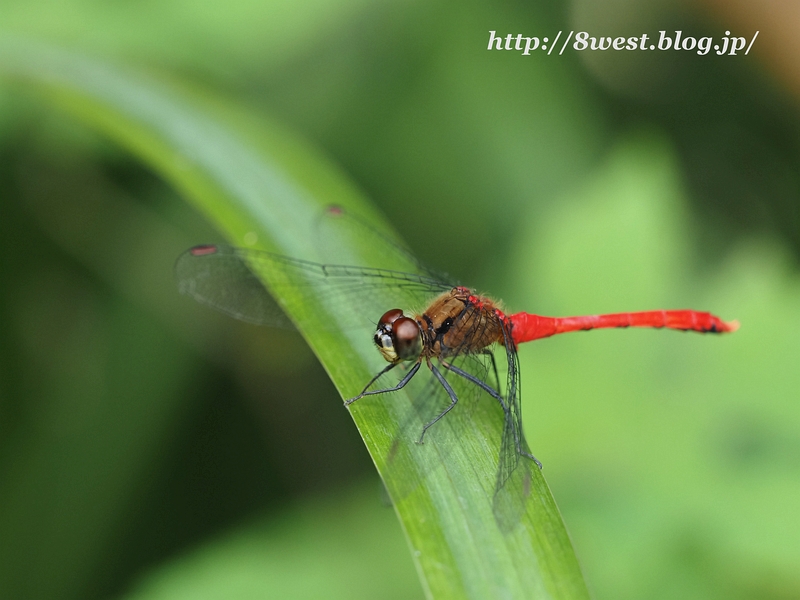 マユタテアカネ1