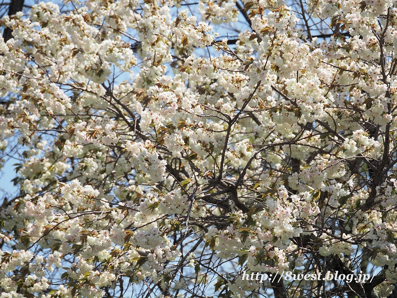 八重桜10