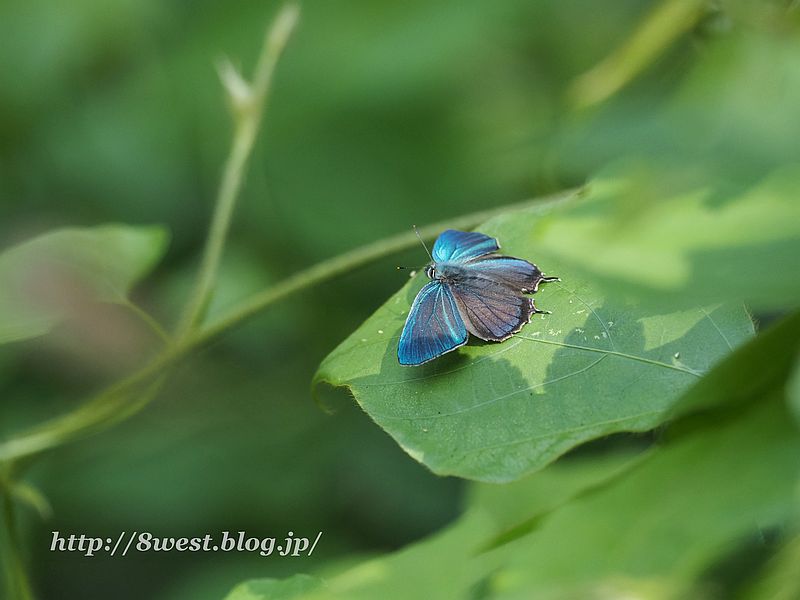 ジョウザンミドリシジミ2