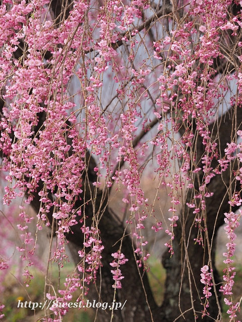 井戸尻桜10