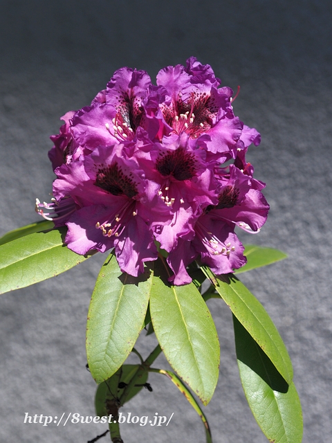 オープンガーデン3