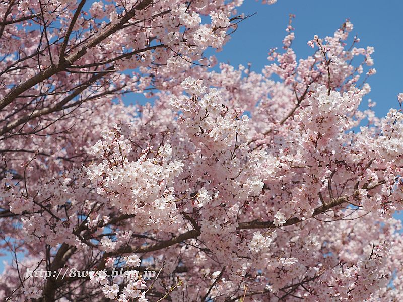 桜13