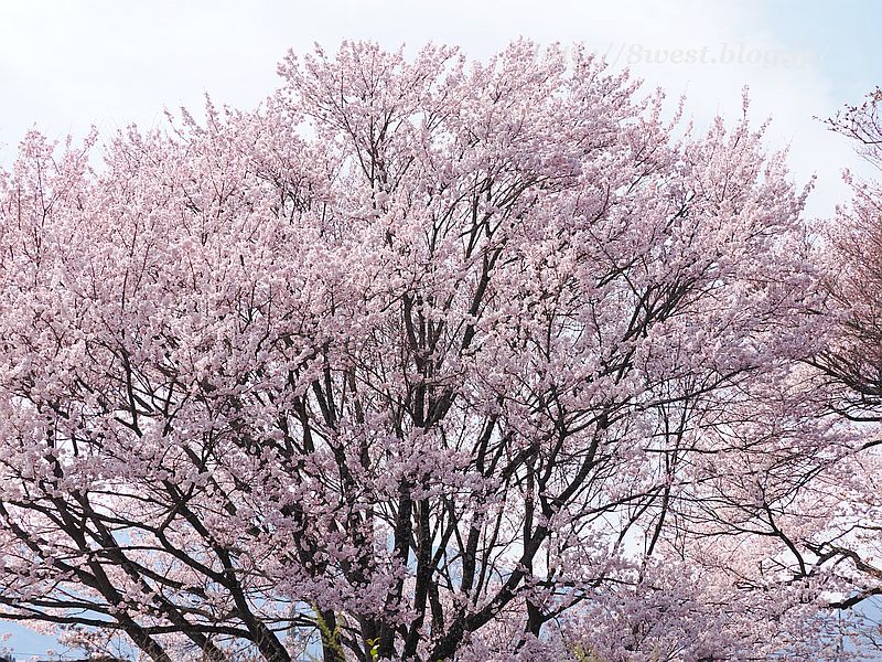 桜03