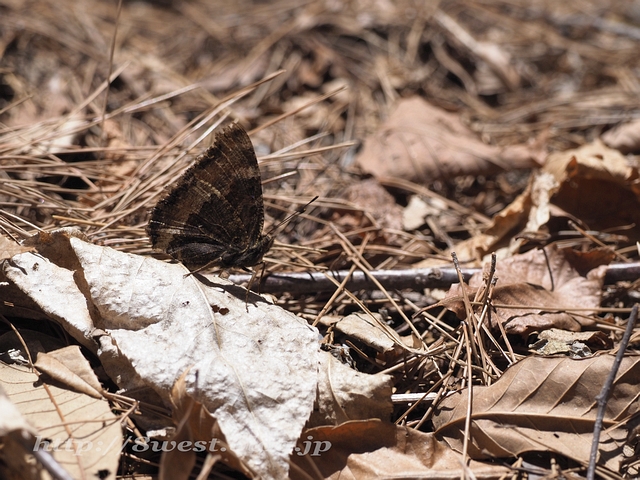 ヒオドシチョウ01