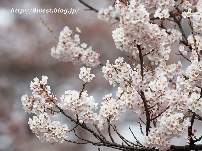 神代桜31