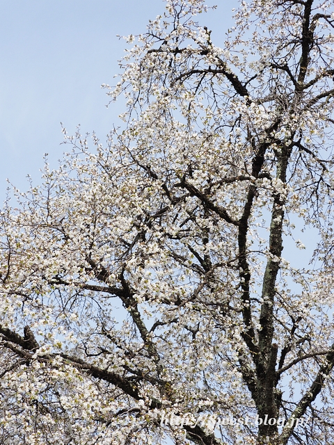 霞桜01