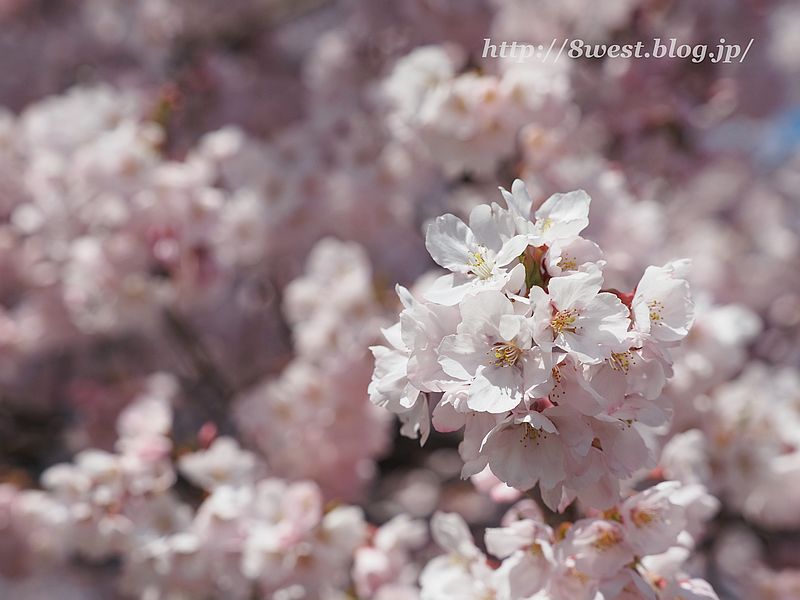 桜31