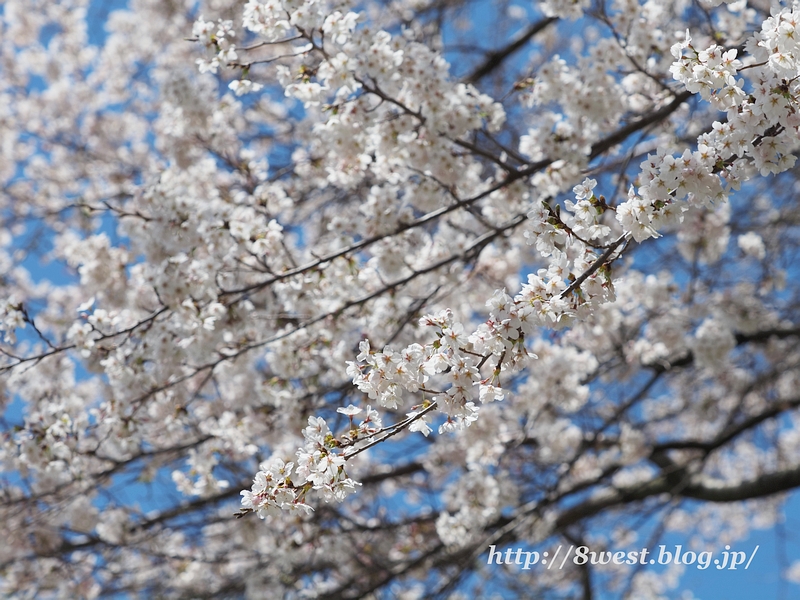 桜4