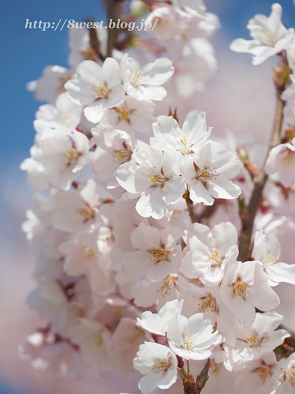 桜07
