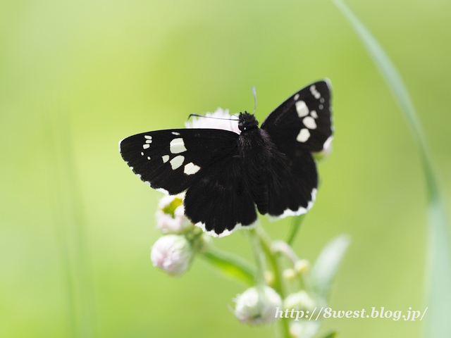 ダイミョウセセリ01